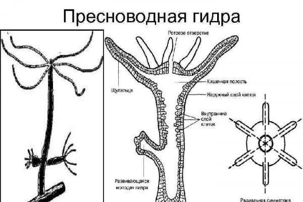 Забыл пароль от кракен