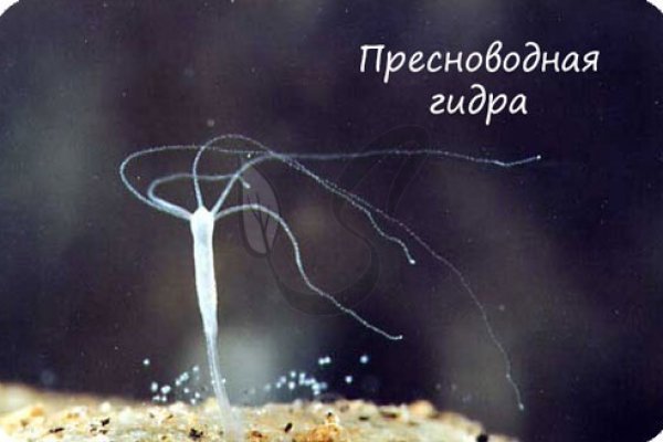 Сайт кракен 24