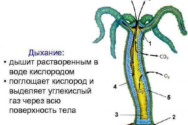 Где найти ссылку на кракен