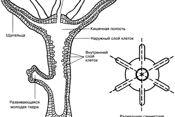 Кракен шоп даркнет