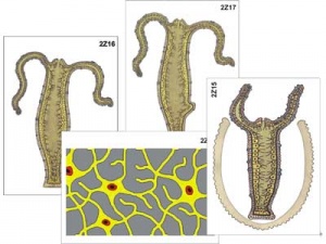 Craken14 at